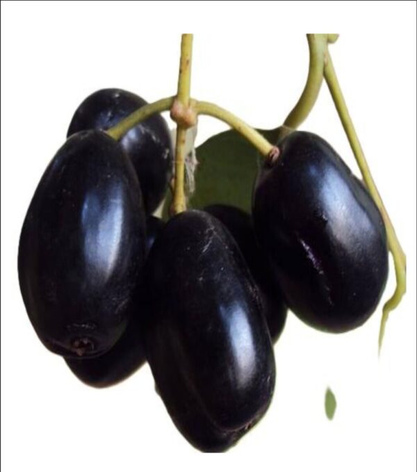 10kg jamun hybrid grafted