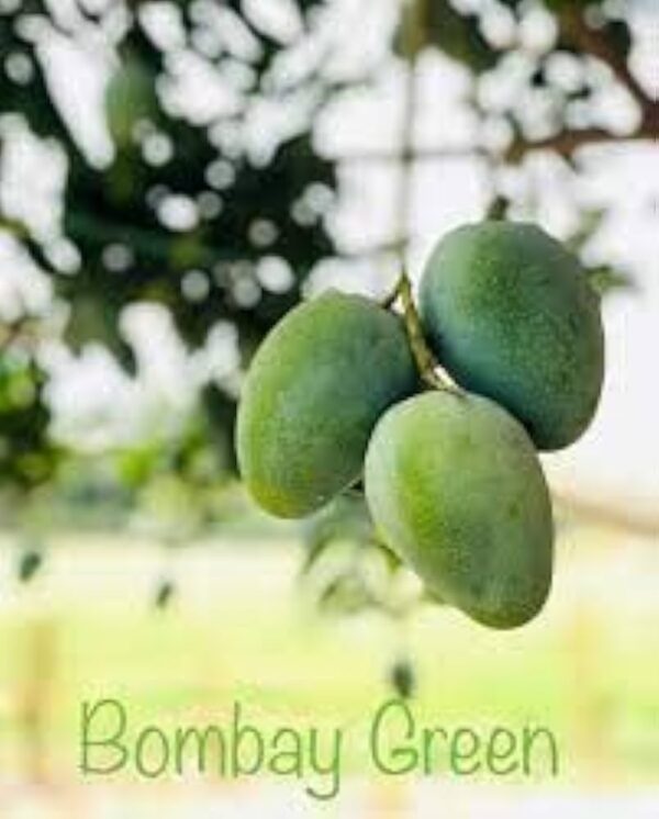 Bombay Green Mango Grafted Hybrid