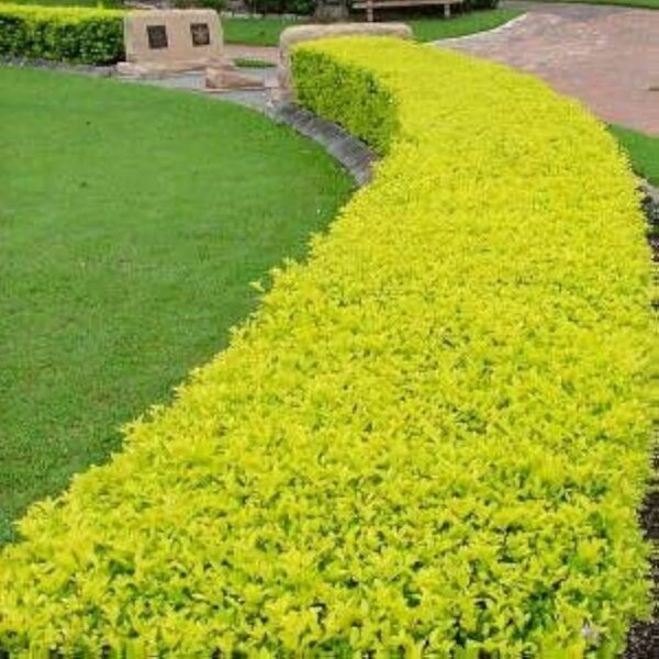 Golden Duranta Hedge Plant ( 20 pcs pack) 3 inch bag
