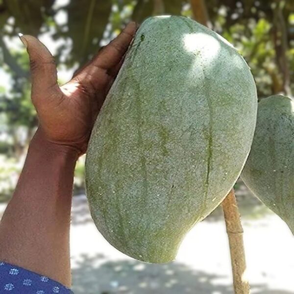 4 kg mango Mango Fruit Plant Grafted 2 ft