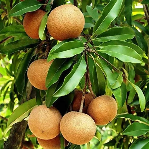 Sapato Hybrid