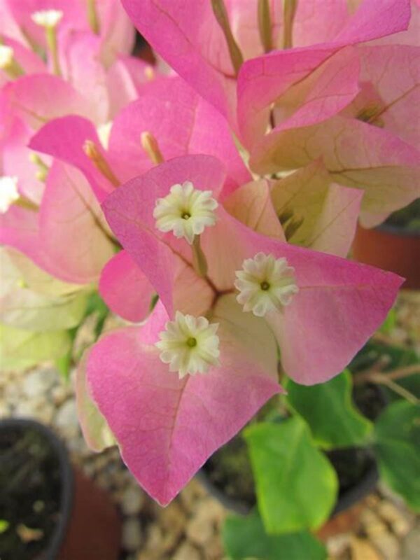 Thai Hybrid Bougainvillea