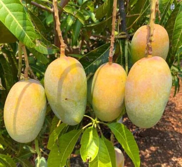 hybrid Grafted kesar mango