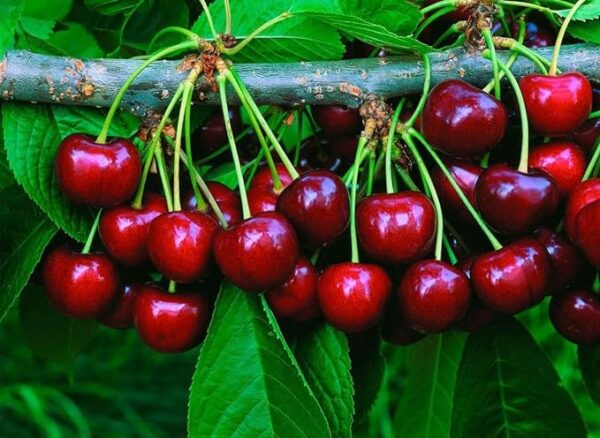 cherry Plant potted, Barbados cherry