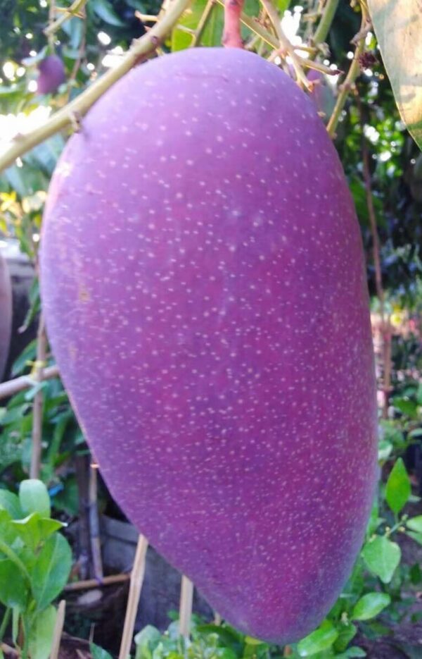 Purple Mango Fruit Plant Grafted 2 ft
