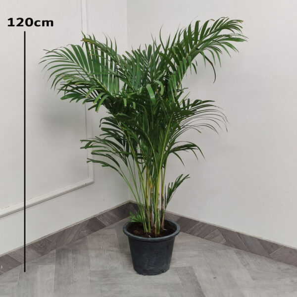 Aerica Palm  4 ft