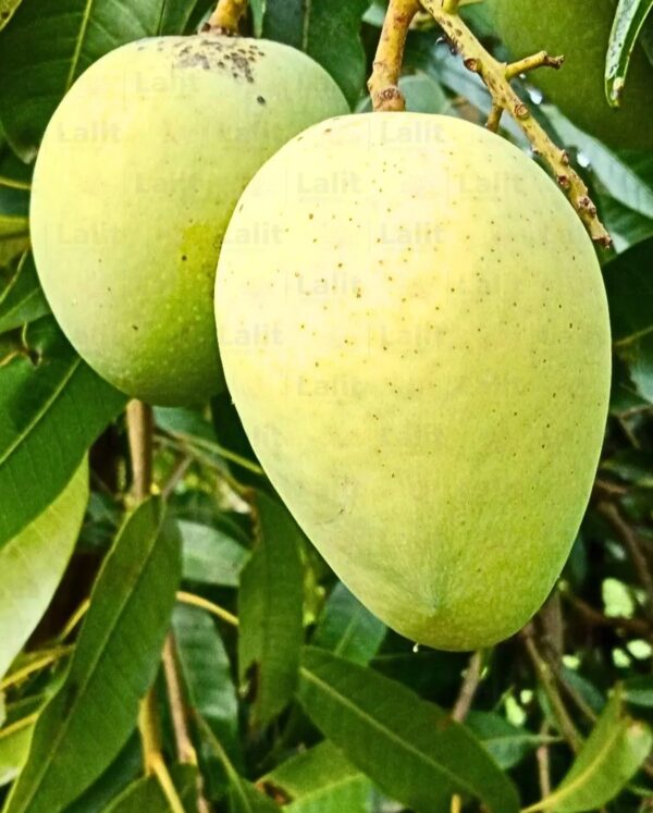 Bari 11 Mango Fruit Plant Grafted 2 ft
