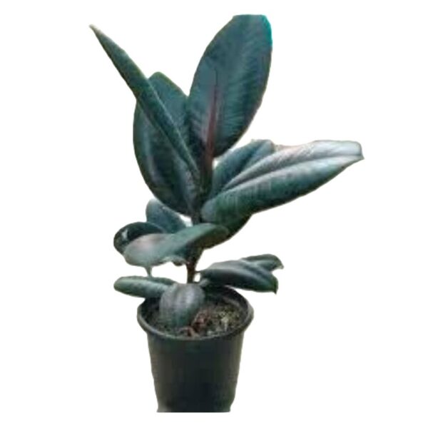 Black Rubber Plant