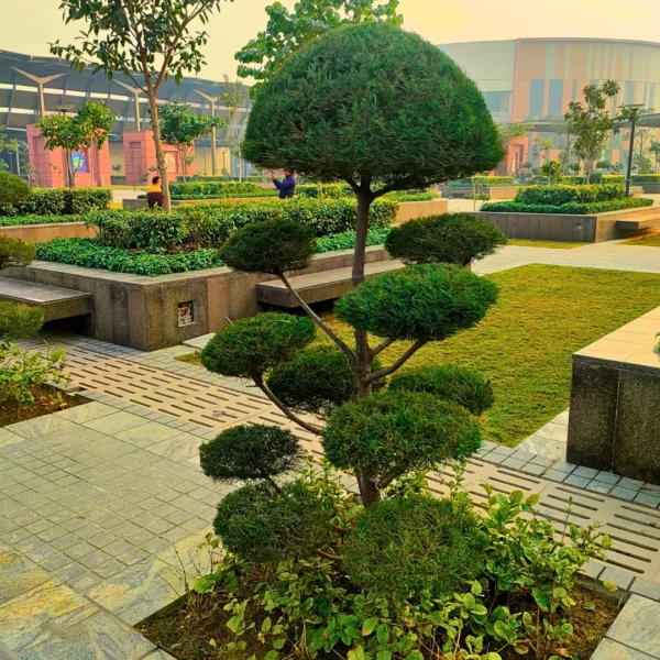 Casuarina Topiary "Multi Ball"- Plant