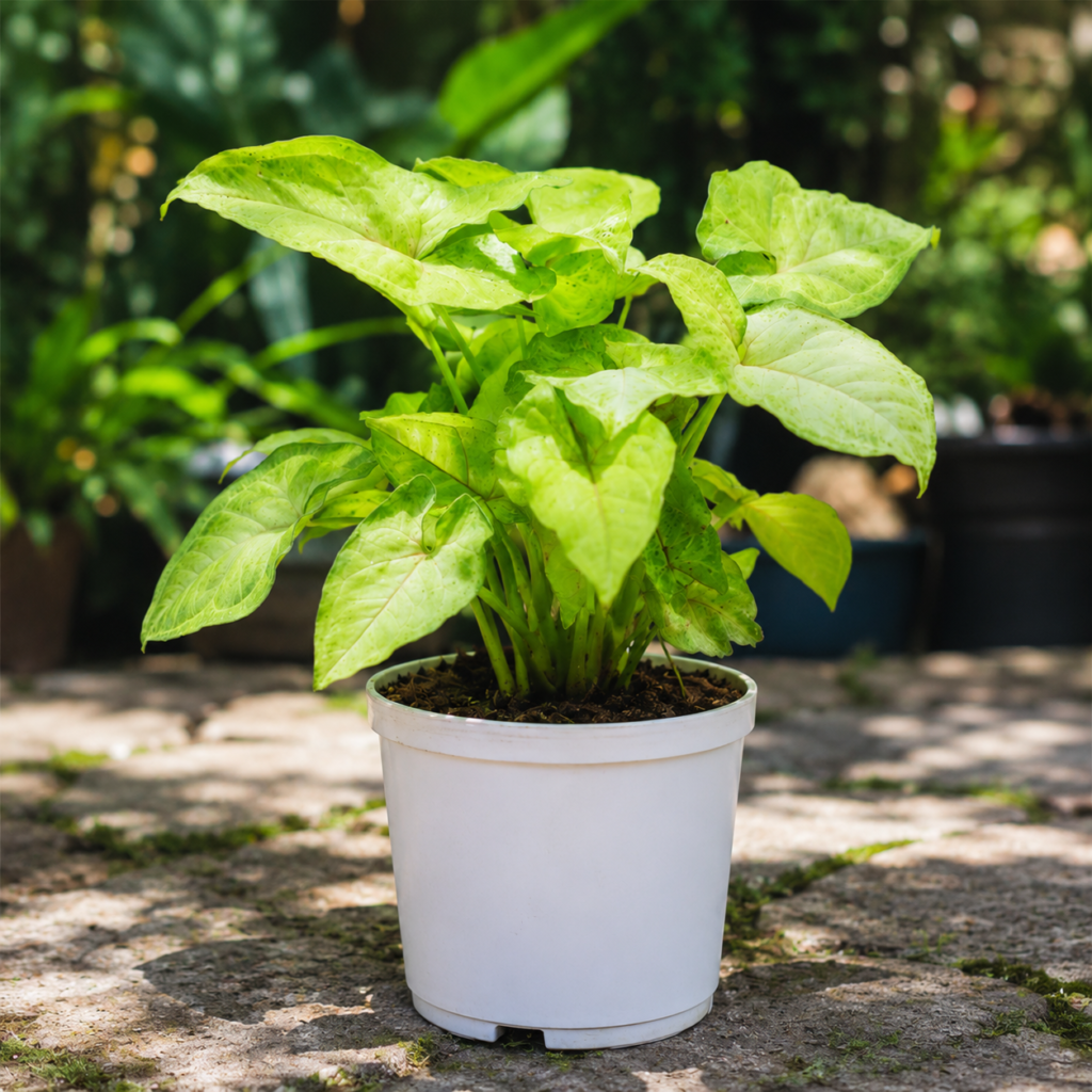 INDOOR PLANTS