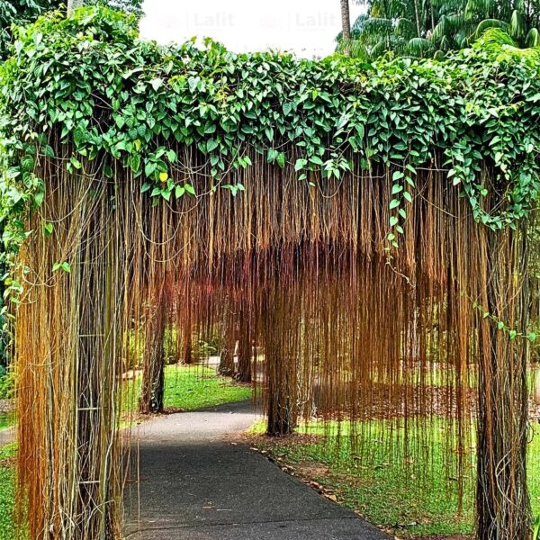 Cissus Nodosa (Princess Vine)