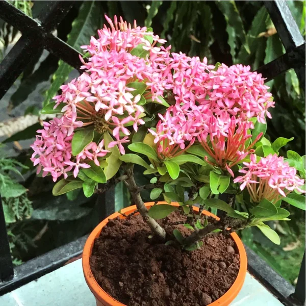 Hybrid Ixora Pink