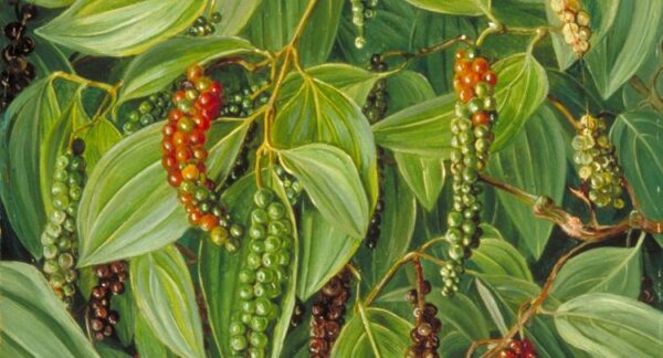 Black Paper Plant, Marich Plant, Hybrid, Potted plant