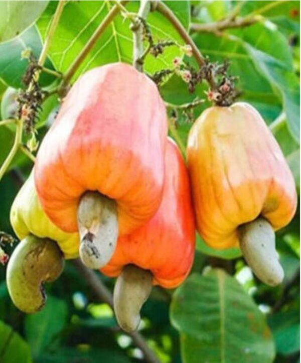 Hybird kaju fruit