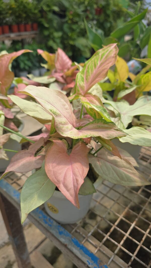 Syngonium Plant