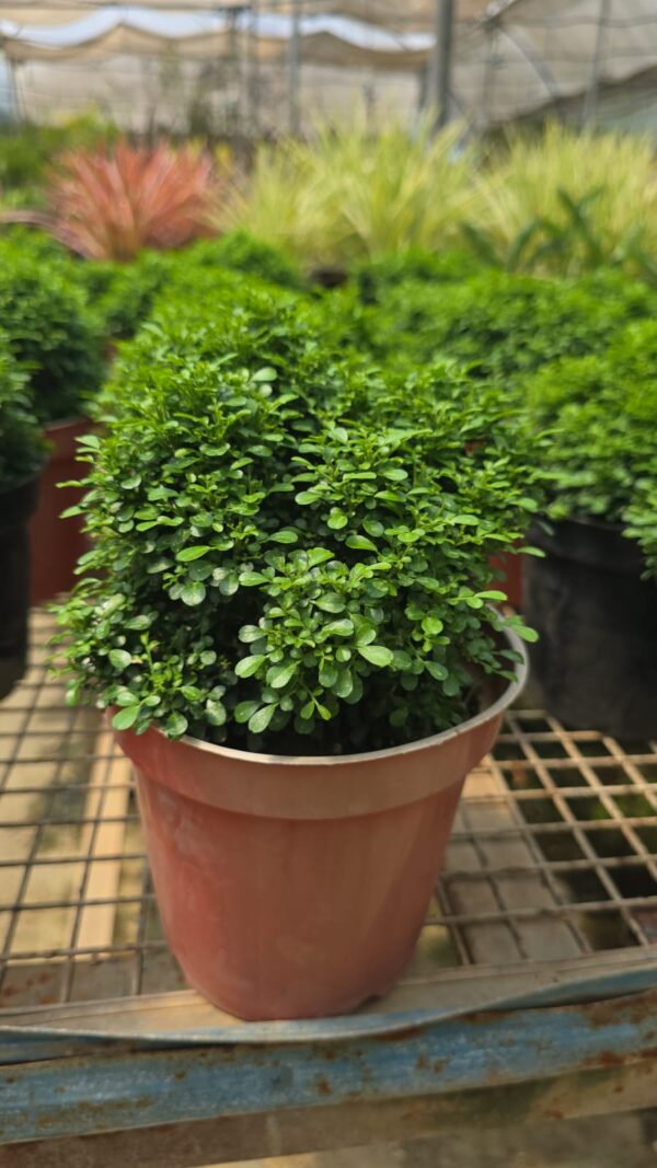 Table Kamani