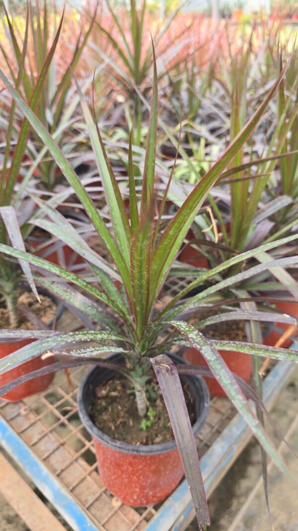 Coloroma Plant Black