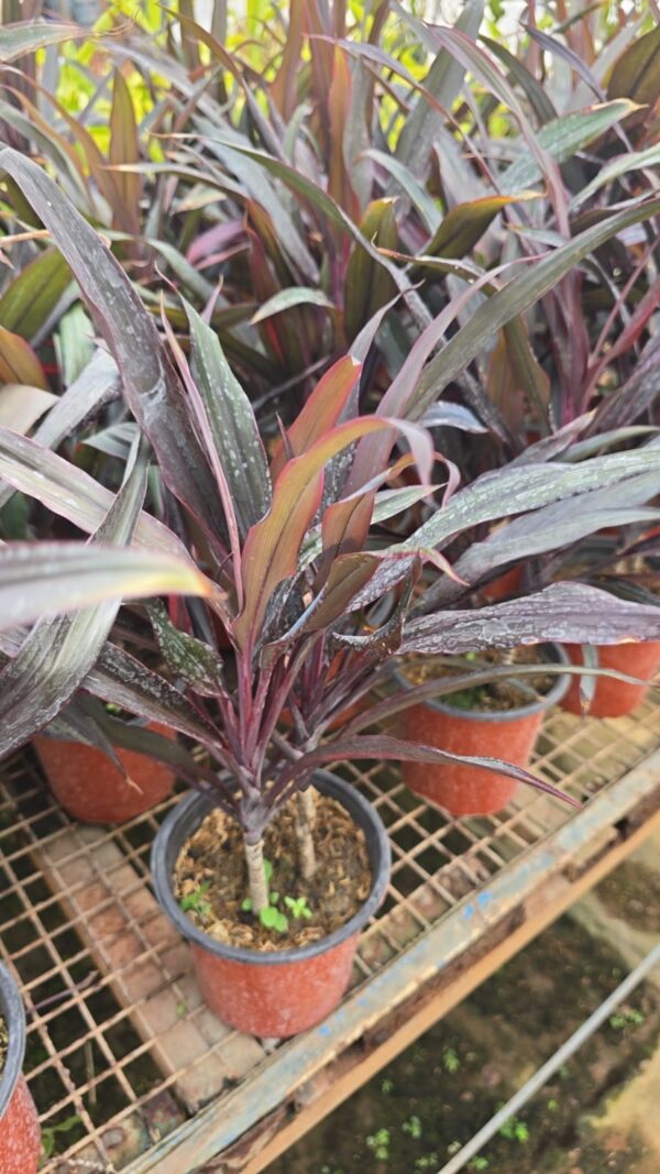 Dracena Red