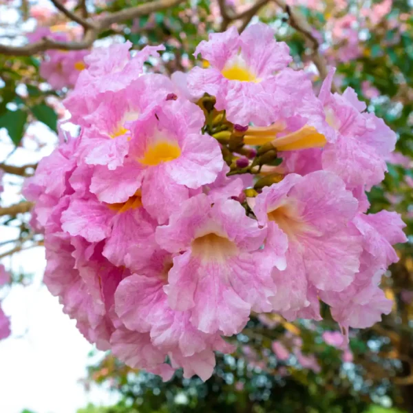 Tabebuia rosea, Pink Trumpet tree