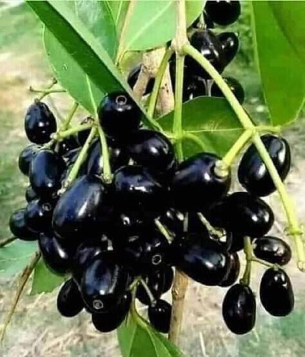 Jamun Hybrid