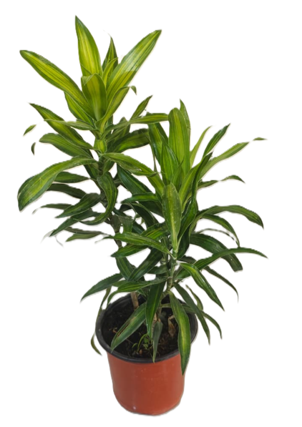 Green Song of India Plant