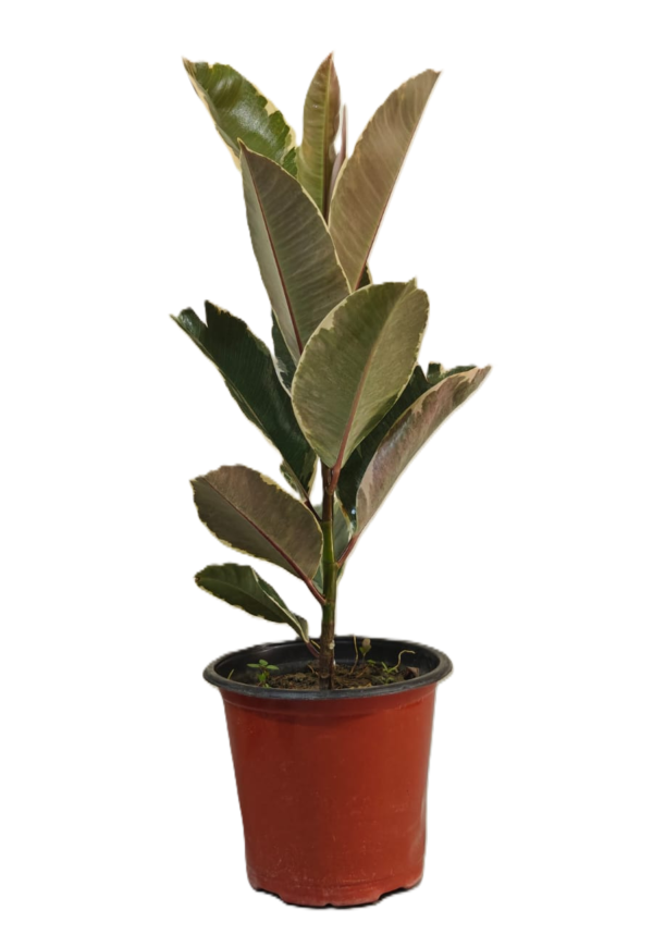 Green Rubber Variegated Plant, For Garden
