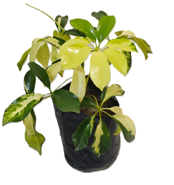 Saflera Plant