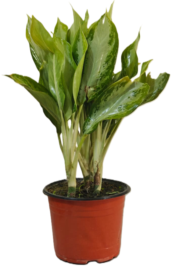 Chinese Evergreen (Aglaonema)