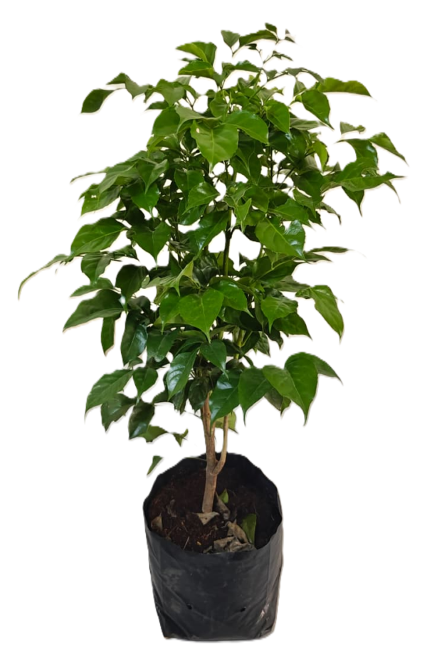 China Doll, Radermachera Sinica – Plant
