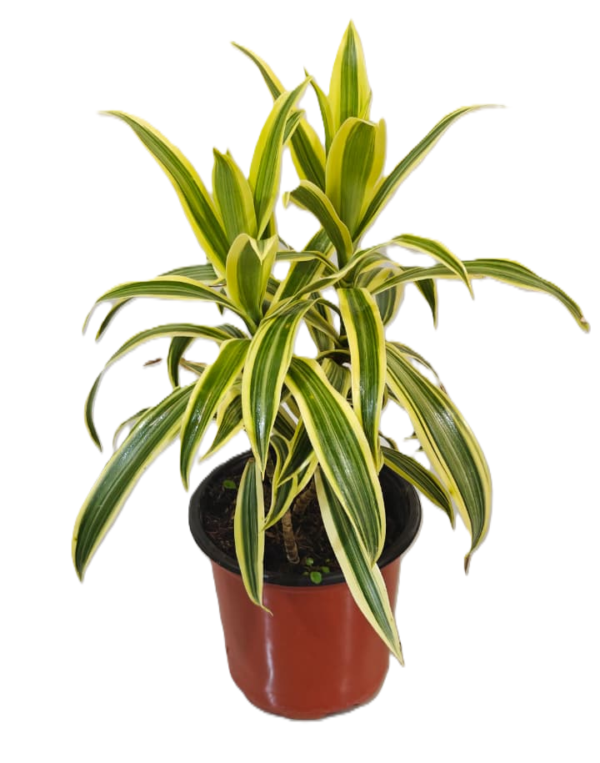 Song of india Plant