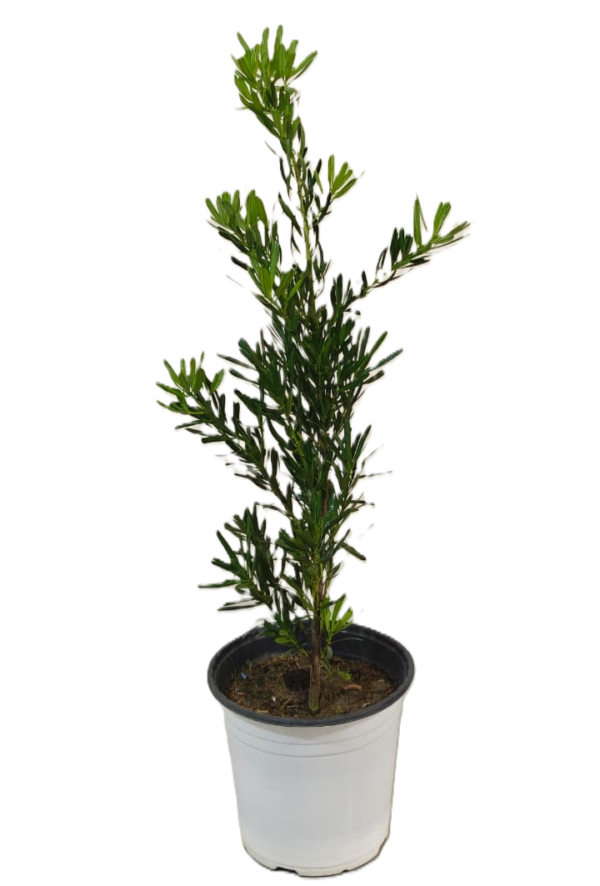 Podocarpus Macrophyllus (Plum pine, Buddhist Pine, Fern Pine and Japanese Yew)