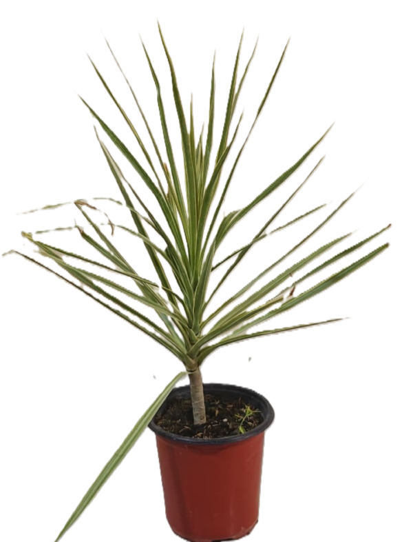Dracaena marginata Verigated