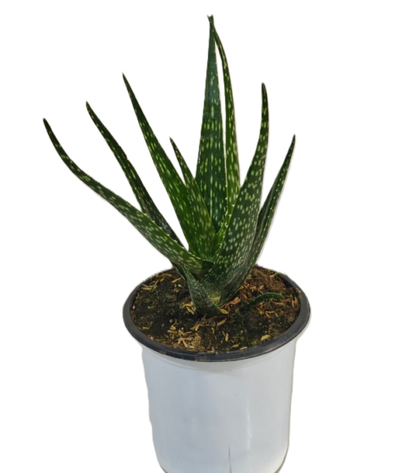 Aloe Vera, Potted