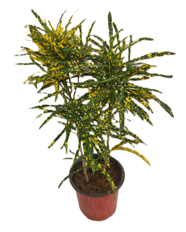 Baby Croton Plant, Fast Growth Codiaeum Variegatum