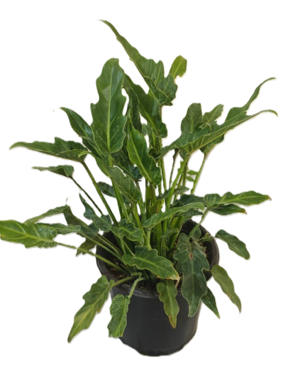 Xando Plant, (Philodendron xanadu)