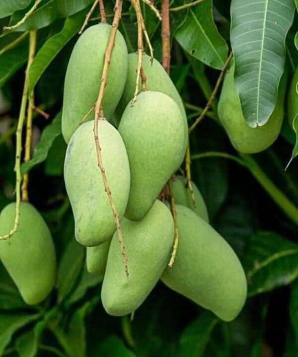 Baremasi Mango Grafted, Thai All Time Mango
