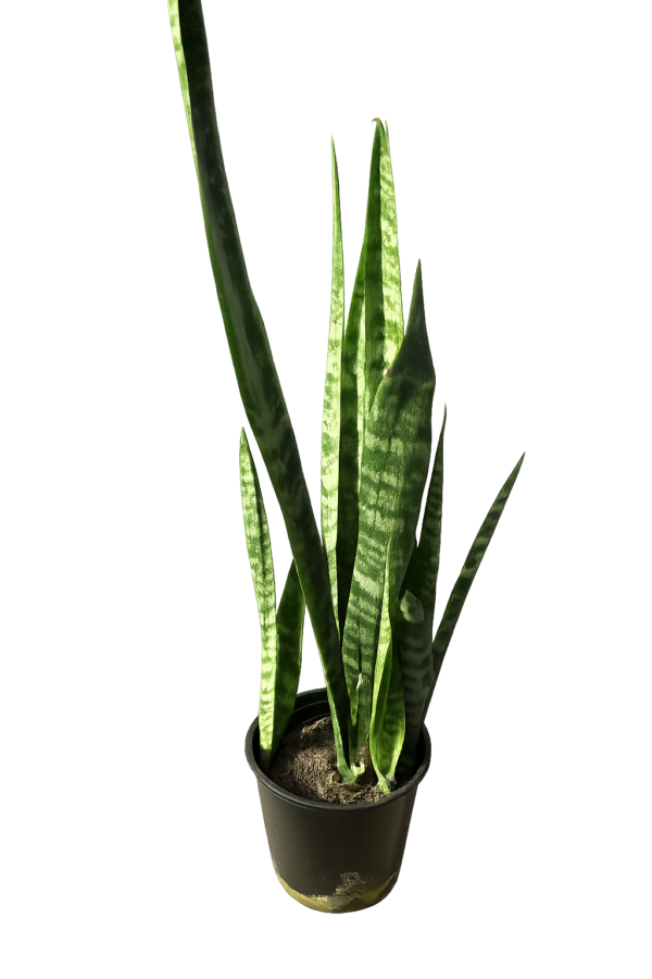 Snake Plant Long green
