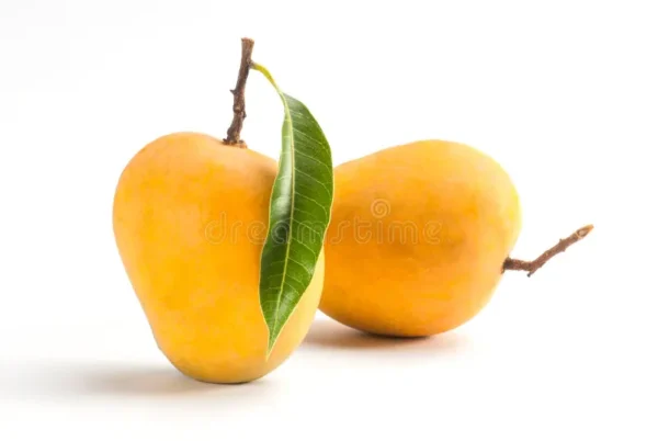 Alfanso Mango Grafted Hybrid