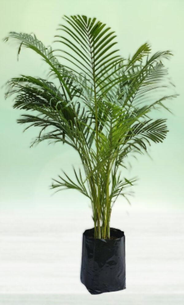 Aerica Palm  2 ft
