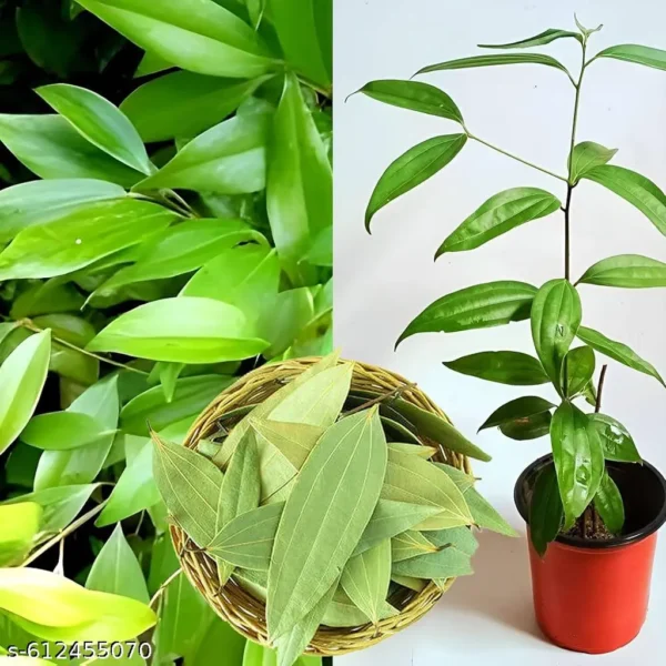 Tej Patta, Tamalpatra, Indian Bay Leaf Plant Size 1-2 Feet Healthy Spice Plant