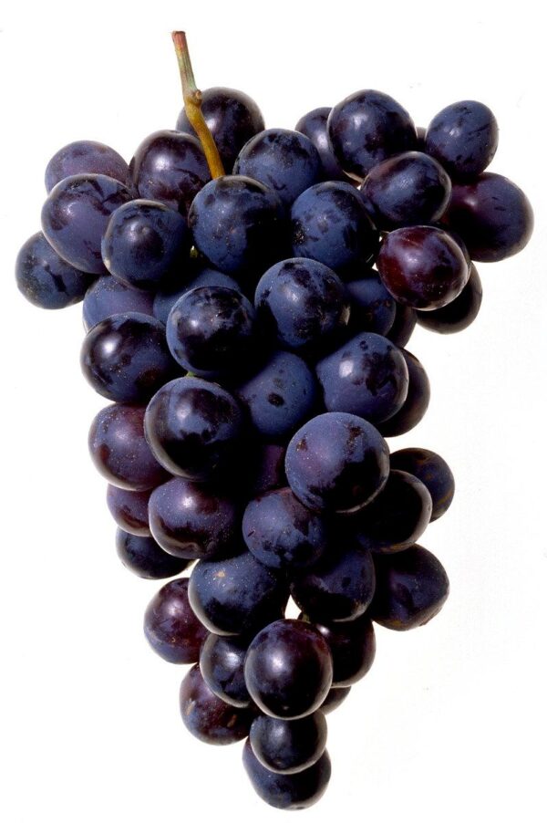 Grapes Black Hybrid