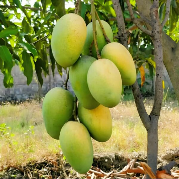 Kapuri mango Grafted Hybrid