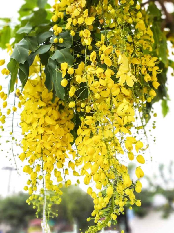 Golden shower Tree, Cassia Fistula, Rajbriksha