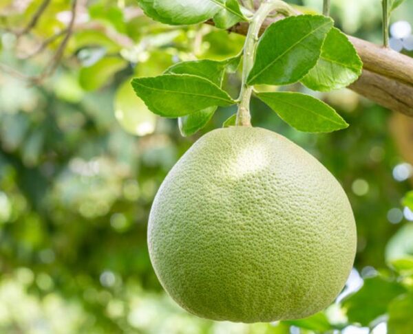 Chakotra Fruit, Bhogote