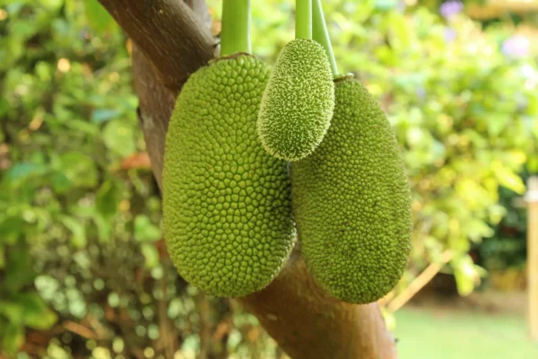 Jack Fruit Hybrid