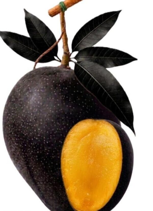 Black Kasturi Mango Grafted