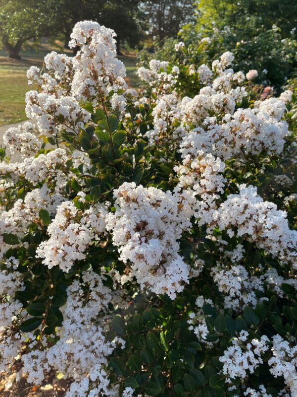 lagerstroemia white color ,(1 ft)