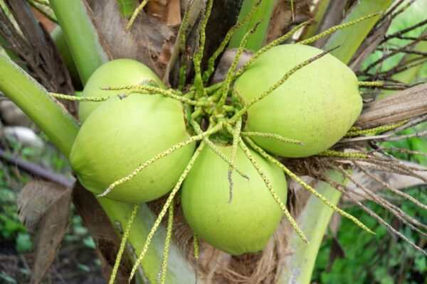 Malasian Coconut Fruit Plant