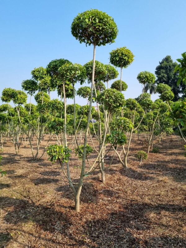 Ficus Long Eye Green Topiary Plant