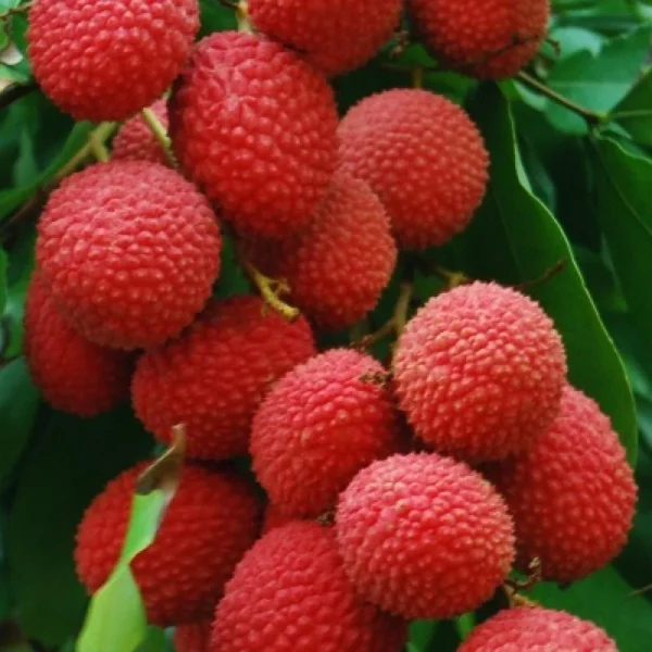 China Red Litchee